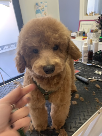 Barber Dog Toelettatura Cani e Gatti