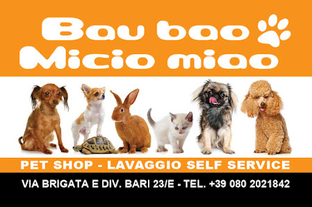 Bau Bao Micio Miao
