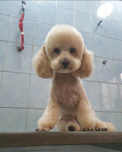 Bau e Miao di Gallo Massimo