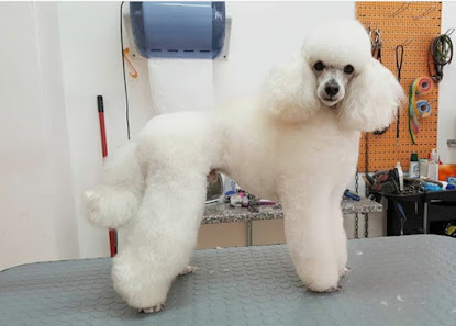 Beauty Animals Love Toelette per Cani di Atzeni Stefania