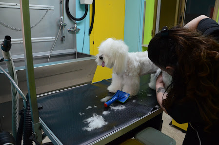 Beauty Dog di Di Persia Giuseppe Toelettatura per Animali Domestici Potenza