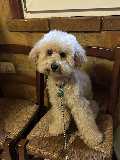 Beauty Dog di Gianmarco Paretta