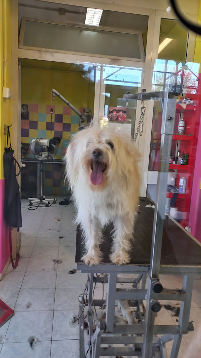 Beautyfarm a 4 Zampe di Di Bartolomei Milena