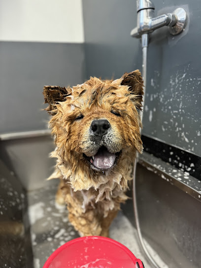 Bekas Toelettatura Sesto San Giovanni