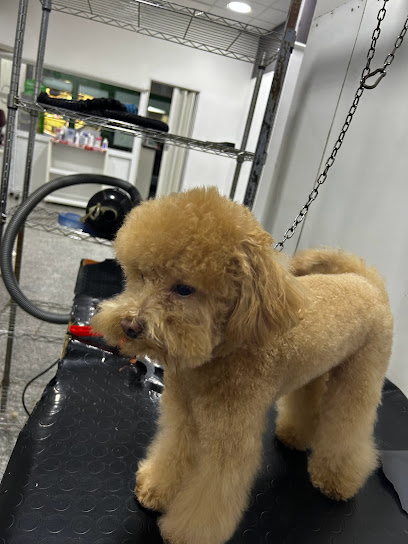 Bellezze A 4 Zampe Toelettatura Per Cani