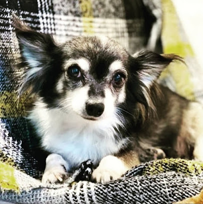 Bellezzeria toelettatura e spa