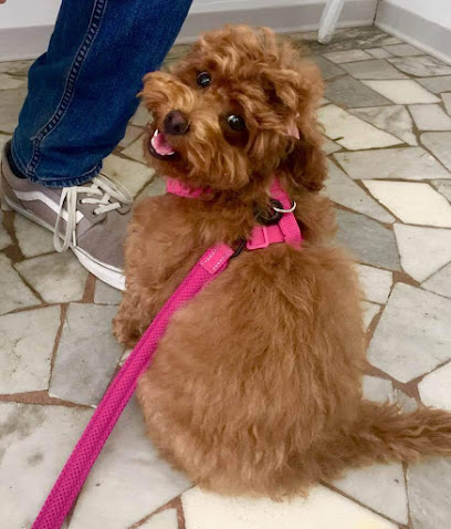 Braccobaldo Shop Toelettatura