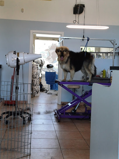 Bubble Carl -Toelettatura Cani e Gatti