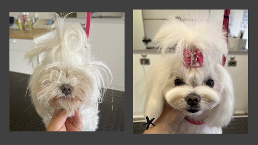 CANI RiBELLI - Toelettatura Professionale Cani e Gatti