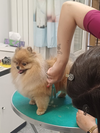 CORSO STUDIO PROFESSIONALE DI TOELETTATURA BERGAMO