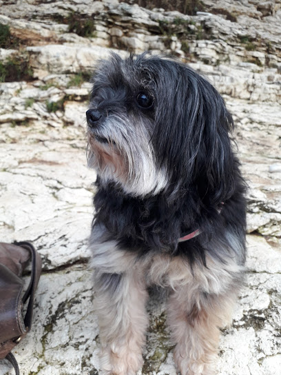 Cani Belli Di Pazzoni Patrizia