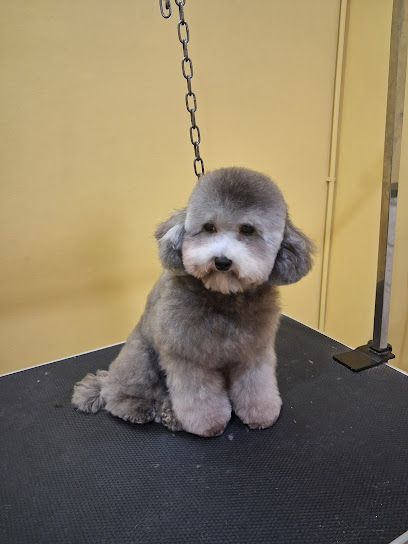 Cani e gatti in bellezza