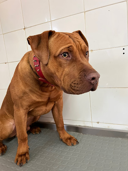 Caninoteca Toelettatura