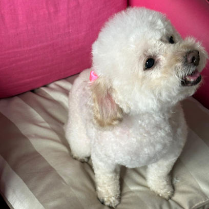 Casa del Cane Dambra