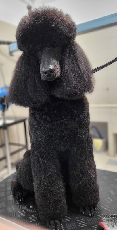 Casa del Cane toelettatura dal 1989