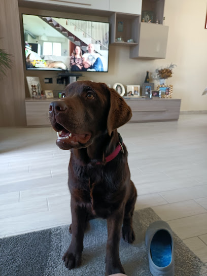 Chris toelettatura per cani qualificata