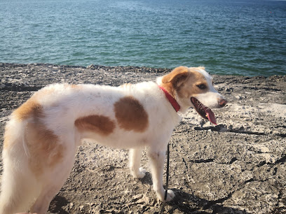 Cip & Ciop Toelettatura cani e gatti