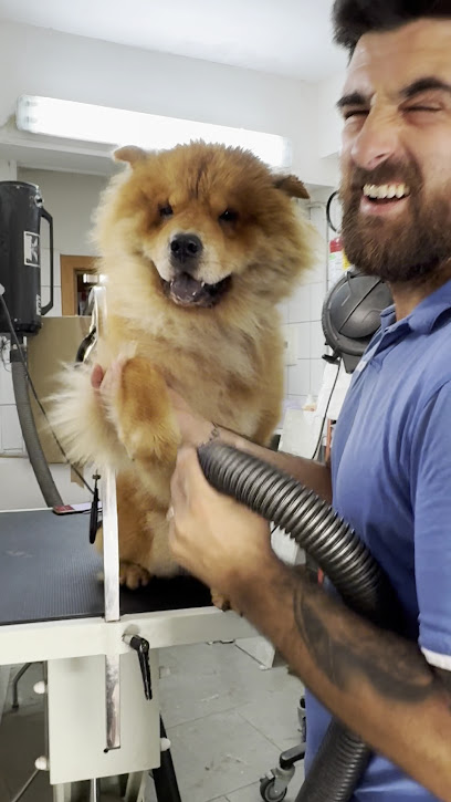 Colpi di Coda di Giovanni Cavaliere