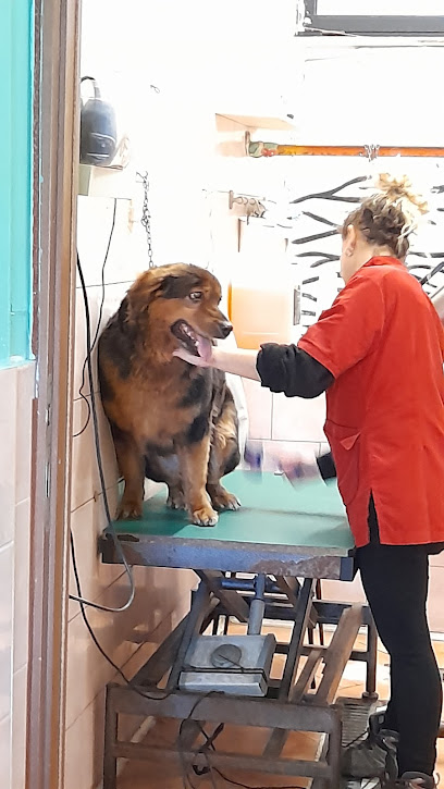 Colpo di Coda - Roma