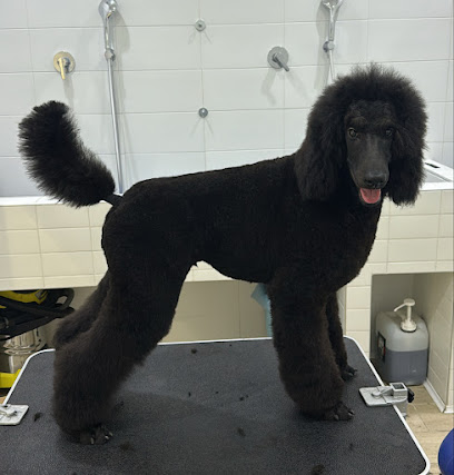 Cosmo Dog Toelettatura