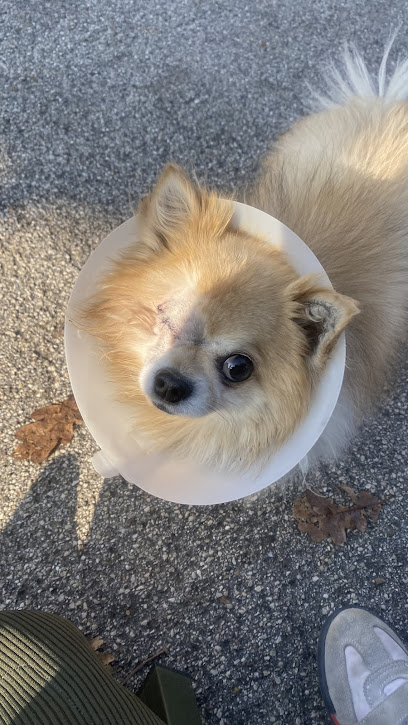 DOG OK Toelettatura Professionale