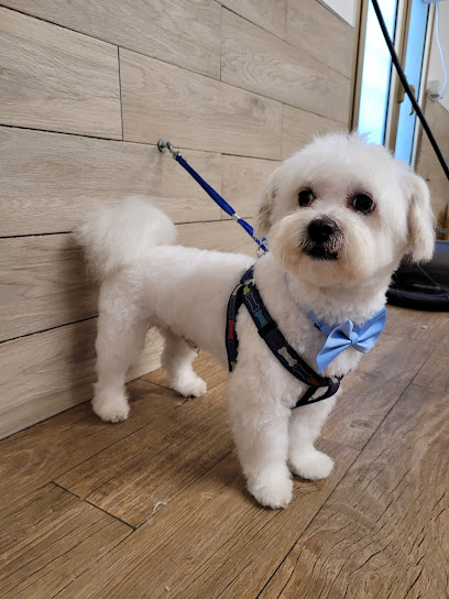 Daria Grooming Salon & Toelettatura SPA