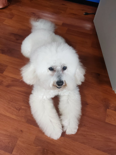 Dear Dog Toelettatura