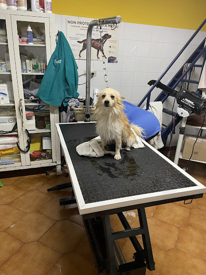 Dig Dog Di D'Ambrosio Maria Grazia