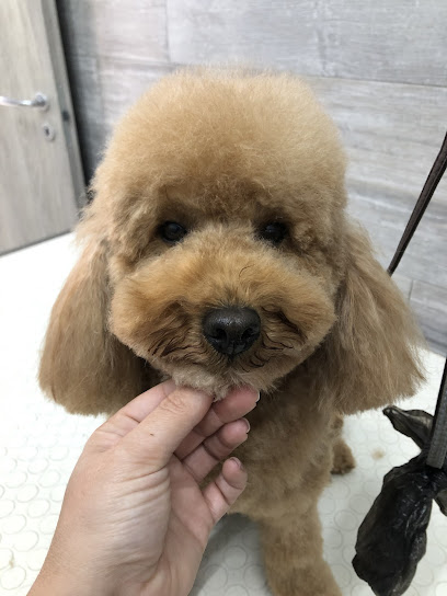 Dog Makeover di Francesca Foglia