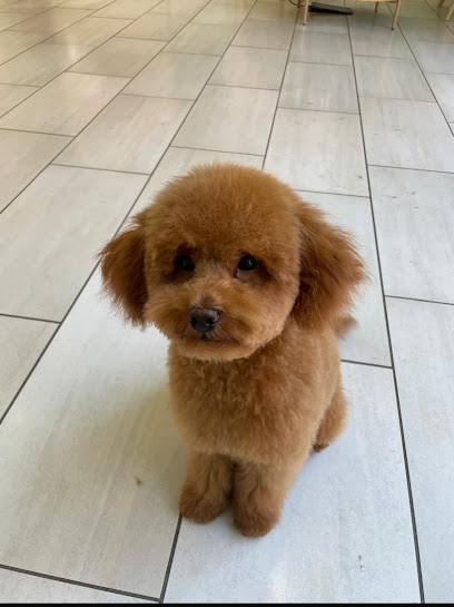 Dog Original Grooming