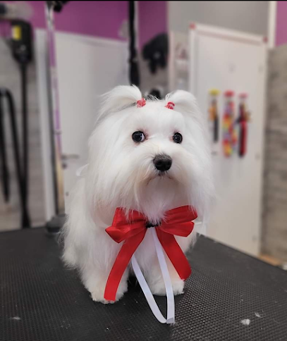 Dog wash & spa di Micali Giuseppe