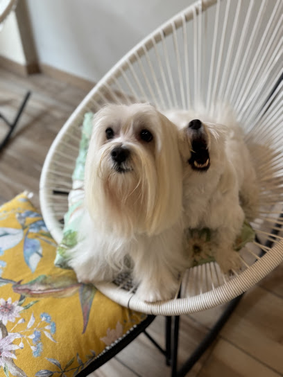 Dog'S Spa - Toelettatura