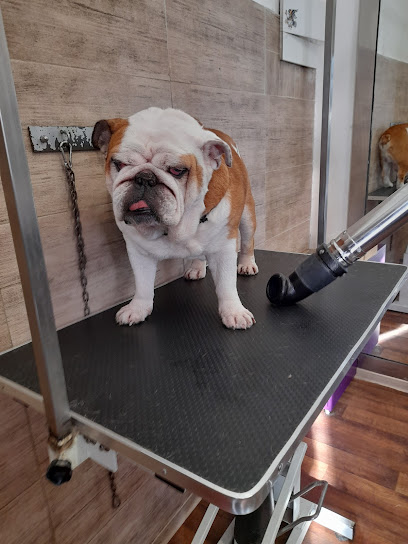 Dog's Beauty di Giuseppe Panassidi