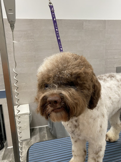 Dogtorhouse Toelettatura