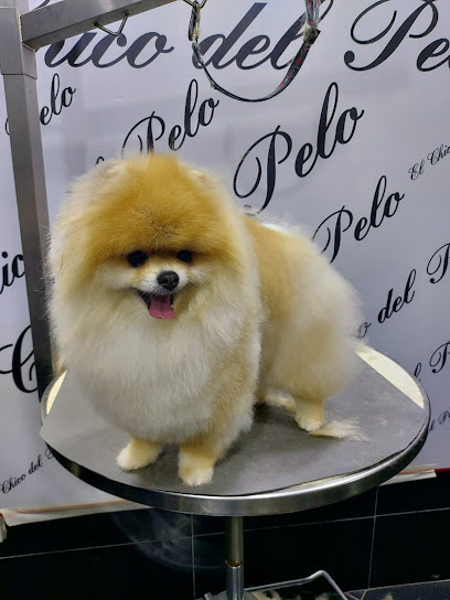 El Chico Del Pelo Toelettatura