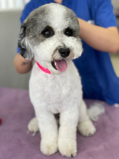 Federica Fashion Pet