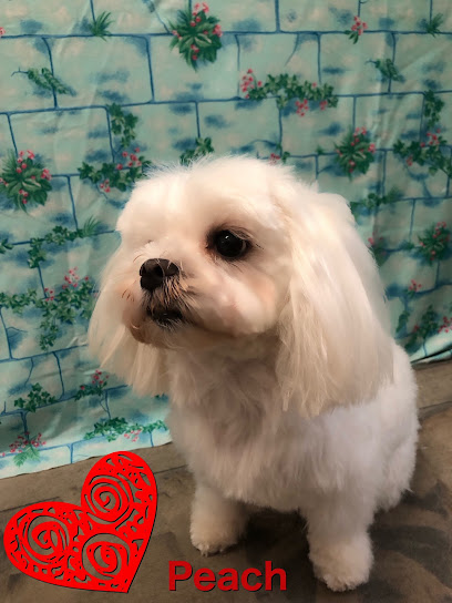 Fido Chic Toelettatura