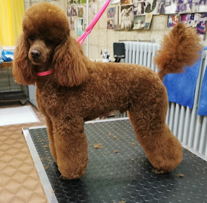 Fido Lindo toelettatura dal 1992