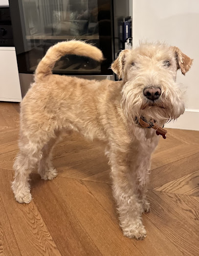 Giancarlo Toelettatura