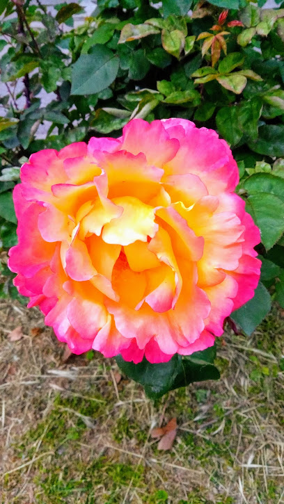 Giardini Via Falcone e Borsellino