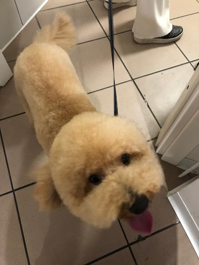 Gregory Pet di Alessia Mazza - Toelettatura cani e gatti