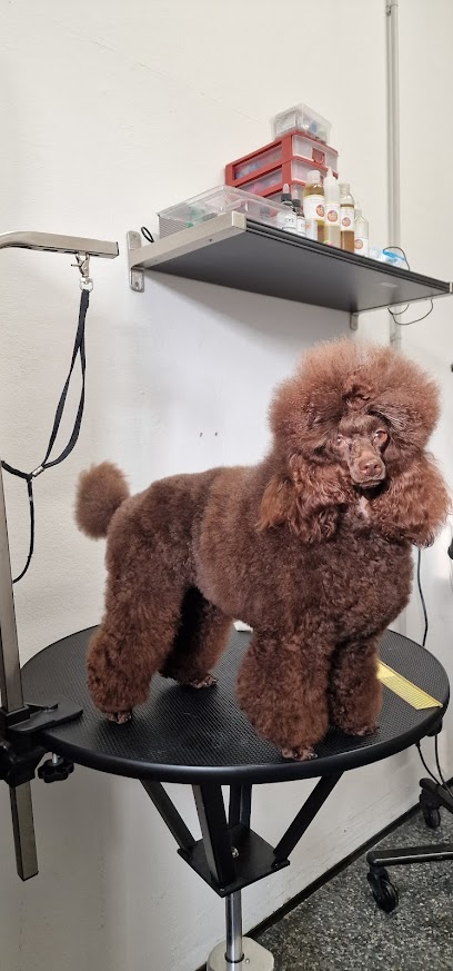 GroomRoom toelettatura SPA per cani e gatti