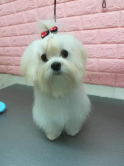 Grooming Art Toelettatura & Pet Boutique