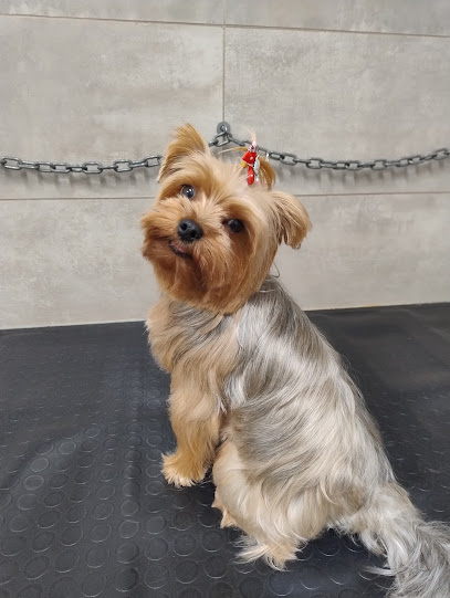 Hakuna Matata Toelettatura professionale di Colombo Alessandra