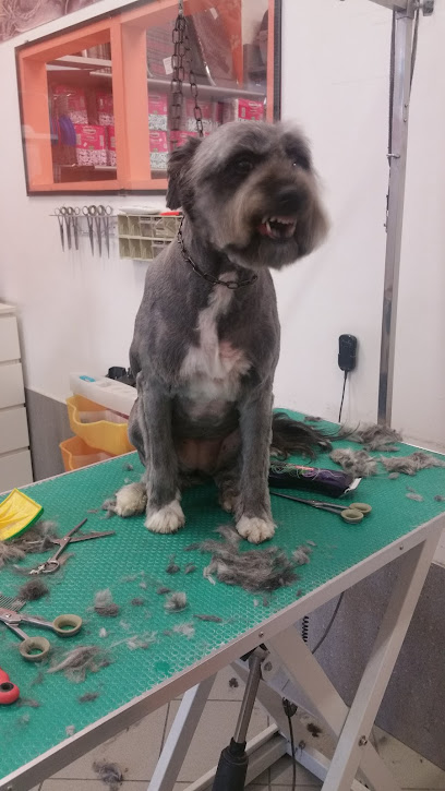 Happy Dog Toelettatura Di Mauro Pennati E Giovanni Traversari Snc