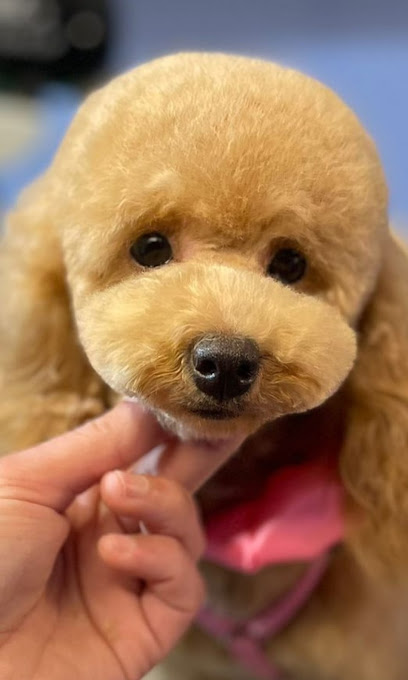 Happy Dog toeletta Aprilia