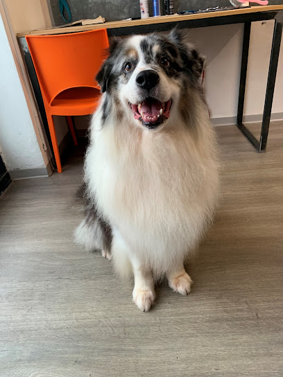 Happy dog toelettatura -Verona