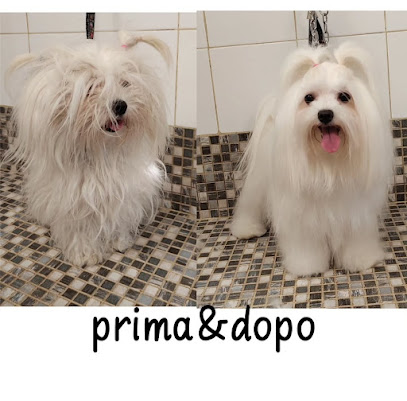 Holly's Toelettatura