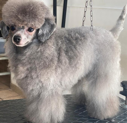 I cuccioli vanitosi toelettatura - beauty Spa