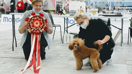 Il Ficcanaso Toelettatura